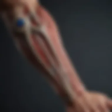 Anatomy of the forearm showing muscles involved in strength training