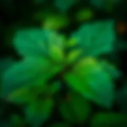Close-up of poison ivy leaves highlighting their distinctive appearance