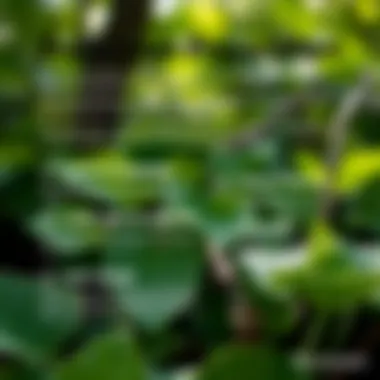 Effective Prevention Strategies for Poison Ivy Infographic detailing prevention strategies against poison ivy encounters