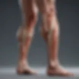 An illustration of calf muscle anatomy highlighting areas prone to cramps