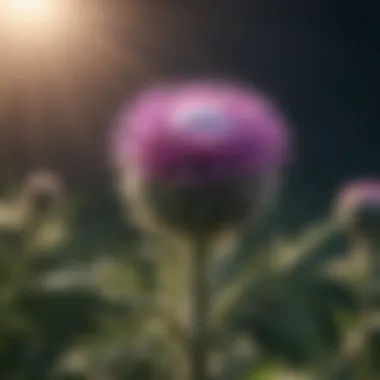 Natural Sources of Milk Thistle Natural sources of milk thistle