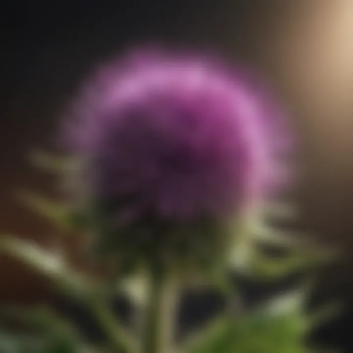 Impact of milk thistle on testosterone levels
