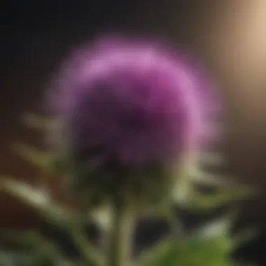 Milk Thistle and Testosterone Regulation Impact of milk thistle on testosterone levels