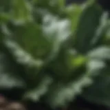 Nutrient-rich leafy greens showcasing vitamin K abundance