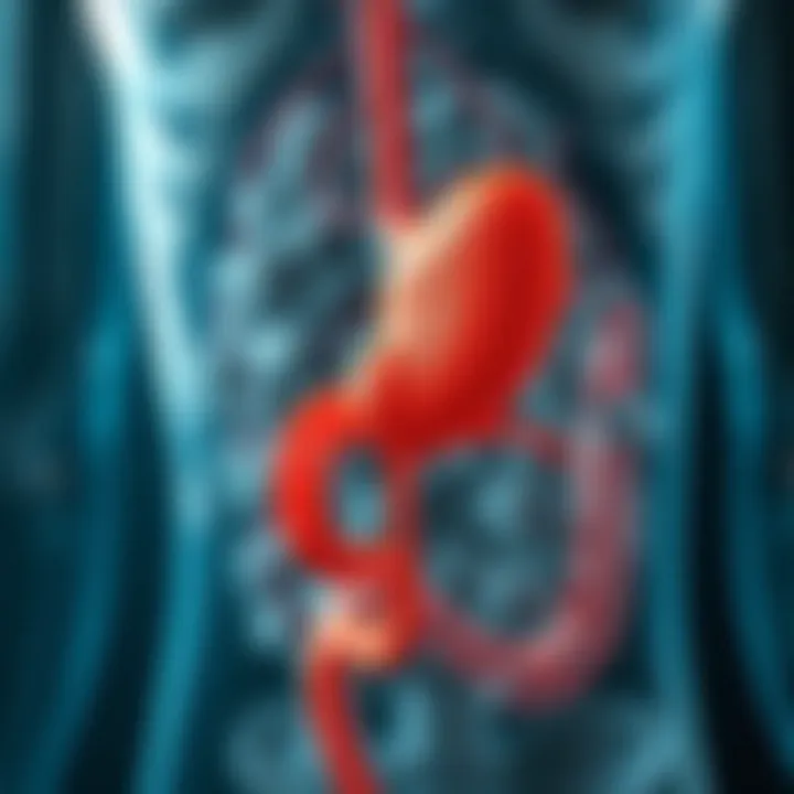 Diagram illustrating pancreatic function in digestion