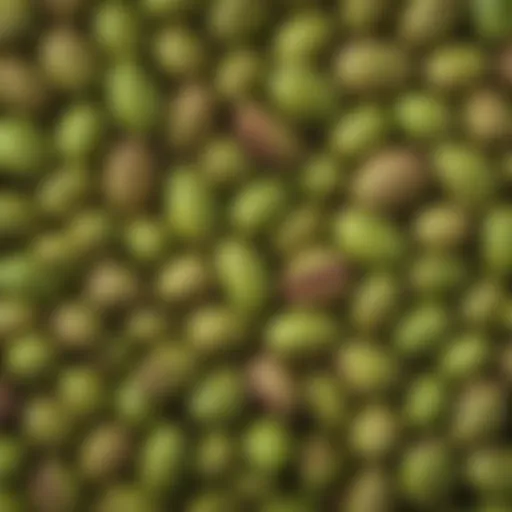 A detailed close-up of pistachios showcasing their vibrant green color and unique shell texture.