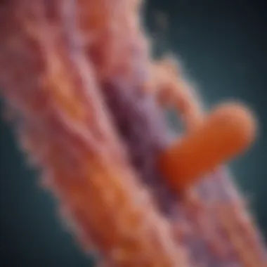 Gut Microbiota Balance Illustration of gut microbiota showcasing beneficial bacteria