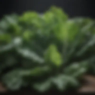 Leafy Greens for Heart Health Variety of leafy greens known for their health benefits