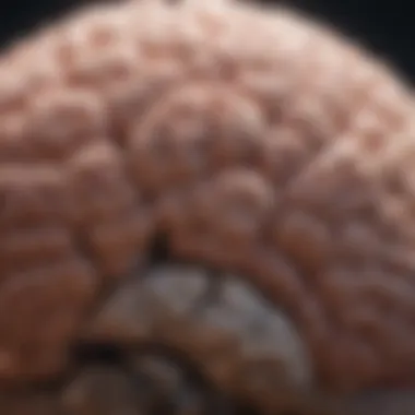 A close-up of a brain with highlighted areas representing focus and distraction.