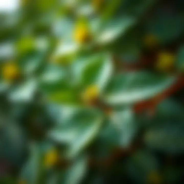 Identifying Poison Ivy: A Close-Up Look Close-up of poison ivy leaves with a blurred background
