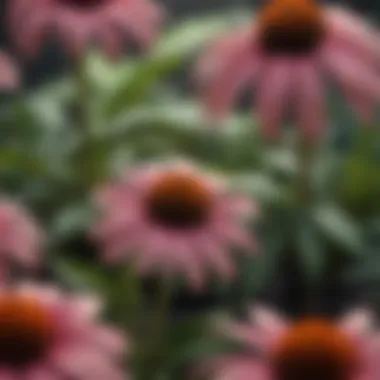 Natural Ingredients for Immune Health Close-up of natural ingredients such as elderberry, echinacea, and vitamin C.