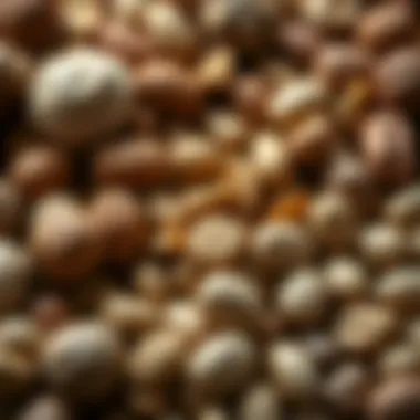 A selection of assorted nuts showcasing their variety and appeal.