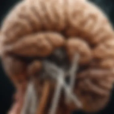 Brain Regions Affected by Tobacco Illustration of brain regions impacted by tobacco use