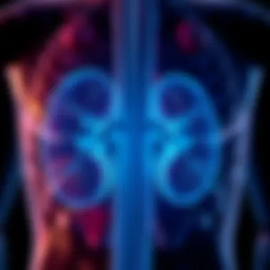Understanding Kidney Health Visual representation of kidney function