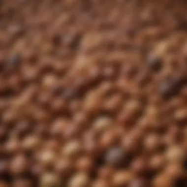 Diversity of Nuts A variety of nuts showcasing their diverse forms and textures