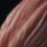 Close-up of muscle fibers demonstrating contraction