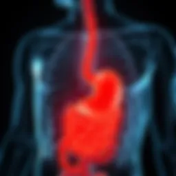 An overview of the digestive system highlighting the esophagus and stomach