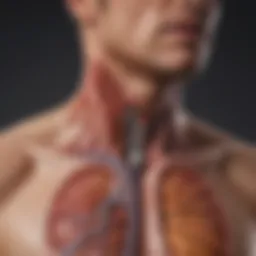 Illustration depicting the esophagus and stomach to show the acid reflex mechanism