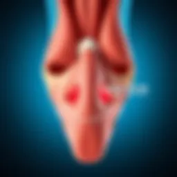 Illustration of nasal anatomy highlighting congestion