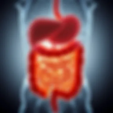 Illustration of digestive tract highlighting gas buildup