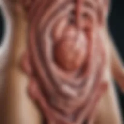 Illustration of gastrointestinal tract affected by medication