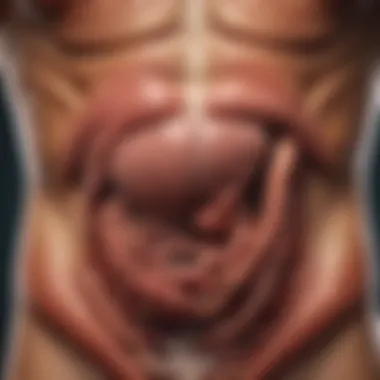The Digestive System and the Importance of Fiber Illustration of the digestive system, showing the role of fiber