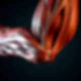 Detailed anatomy of biceps and triceps